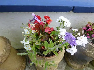 The Heron's Cove 5* Goleen